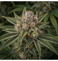 Alien Orange Cookies