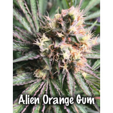 Alien Orange Gum