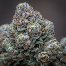 2016 OG Glue (Blueberry Pheno)