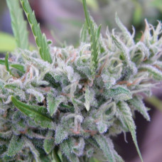 Amnesia Hashplant