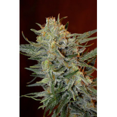 Amnesia Lemon Kush