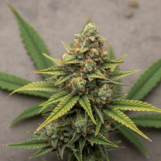 Africa - Hybrid