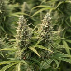 Africa - Mostly Sativa