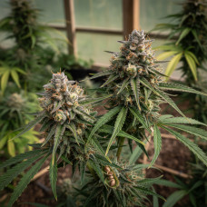 Asia - Hybrid