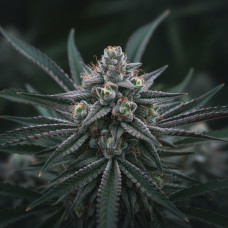 USA - Indica