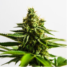 Anaconda Auto