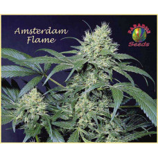 Amsterdam Flame