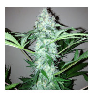 Afghan Kush Autoflowering