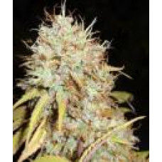 Amnesia Express