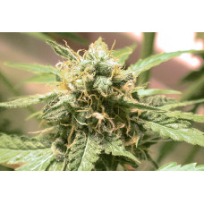 Afgani Skunk