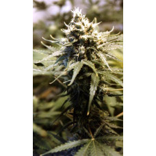Afghani Gold