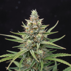 517 Durban Poison