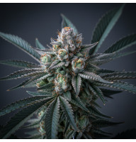 517 Gorilla Glue