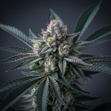 517 Gorilla Glue
