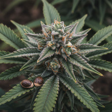 Afberry Auto
