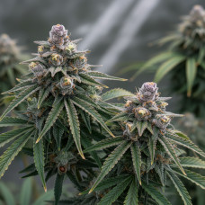 AJ’s Sour Diesel x Purple Punch