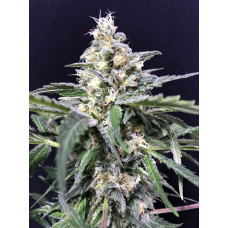 Amnesia Amazon Haze