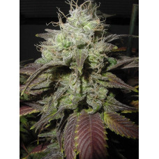 Afghan Blue