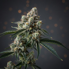 Afghan Ghost