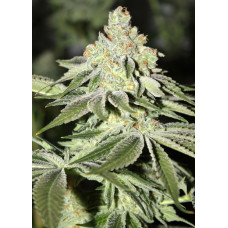 Afghan H.A.