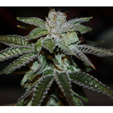 Afghan Poison