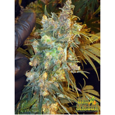 Ambrosia Kush