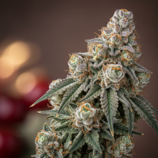 Atomic Cherry