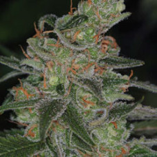 Apollo 13 Sativa