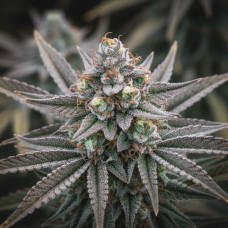 33 Zkittlez