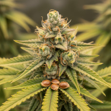 Amnesia Haze x Zombie Kush