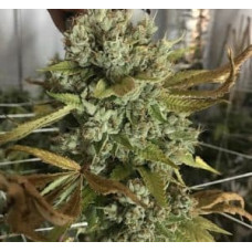Animal Cookies x Kush Mints #11
