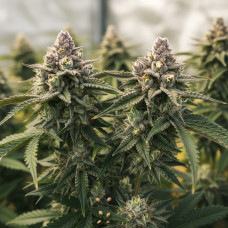 Animal Sherbert