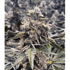 Apple Fritter x Zkittlez