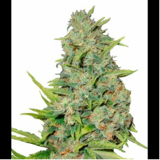 AK 59 Auto