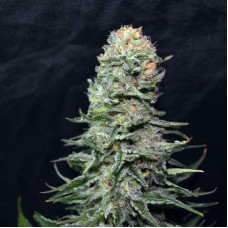 AK59