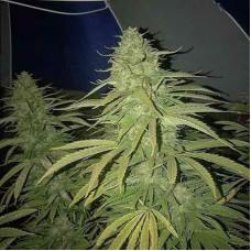 Amnesia Lemon Fast Version