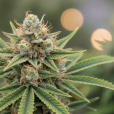 Alien Rock Candy LE