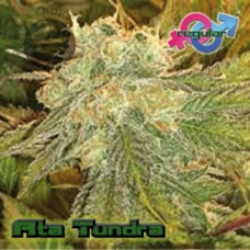 Ata Tundra