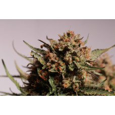 Apollo Black Cherry Autoflower
