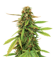 Amnesia Lemon Auto