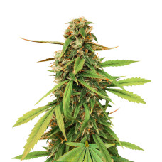 Amnesia Lemon Auto