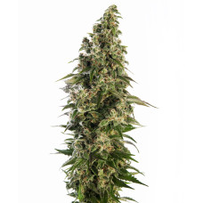 Afghani #1 Automatic