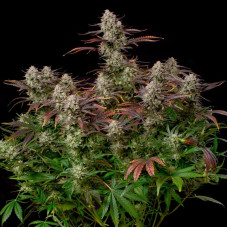 Alien Gas XXL Auto