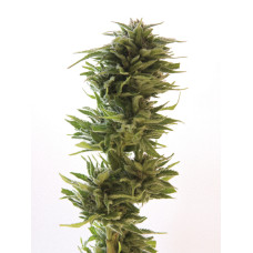 Amnesia Lemon