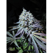 Aliens On Moonshine