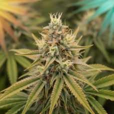 Acapulco Gold x C99