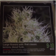 AJ Sour Diesel x Pre Soviet Afghani