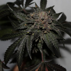 Afghani Bouquet