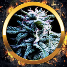 Amsterdam Blue