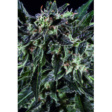 Amnesia Haze x SCBDx
